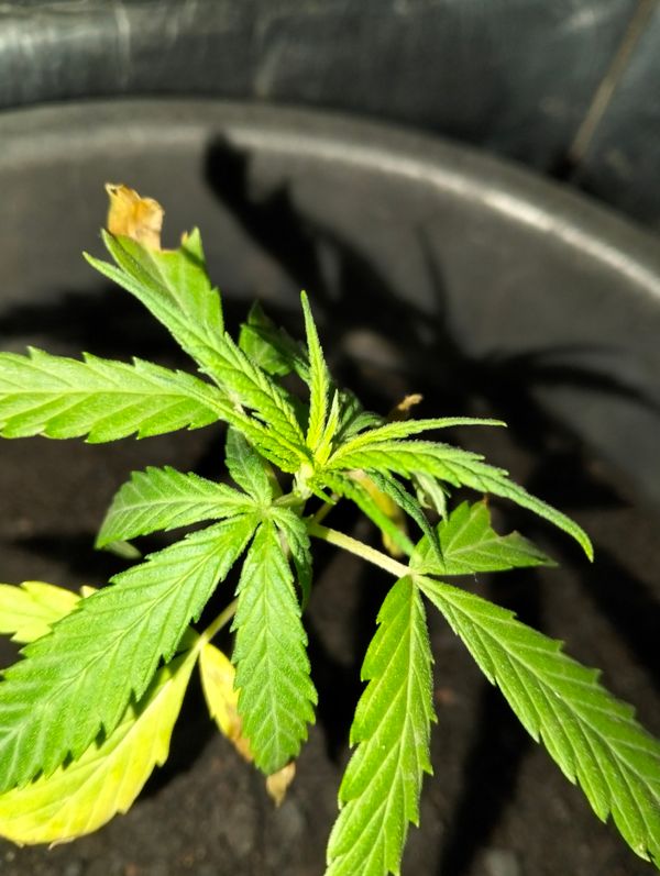 Identificação da planta Maconha por foto