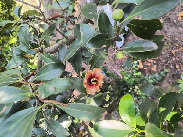 Identificação da planta Sem nome popular conhecido por foto