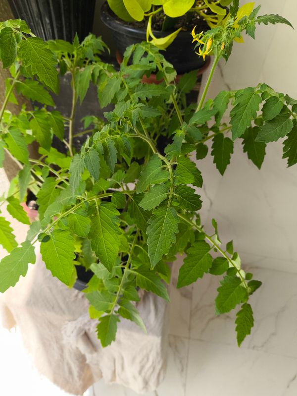 Identificação da planta Tomate cereja por foto