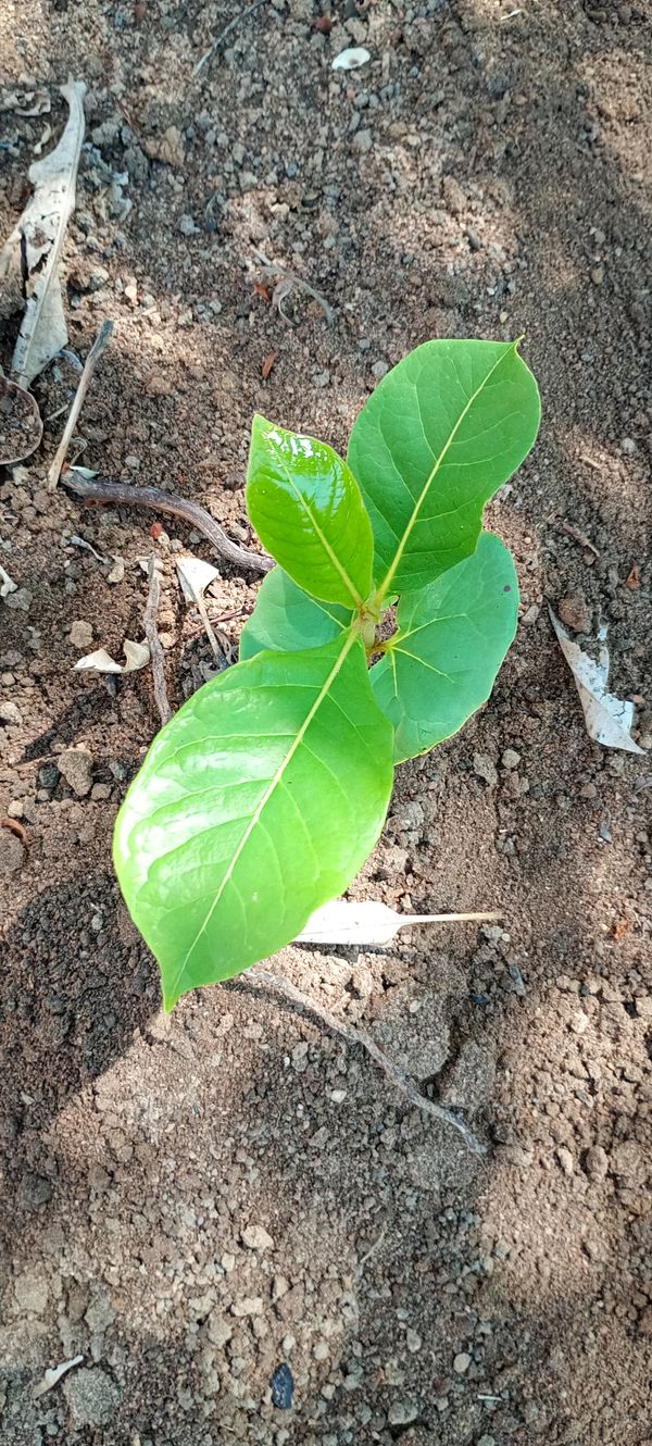 Identificação da planta Amendoeira-da-praia por foto