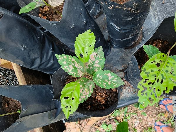 Identificação da planta Sem nome popular conhecido no Brasil por foto