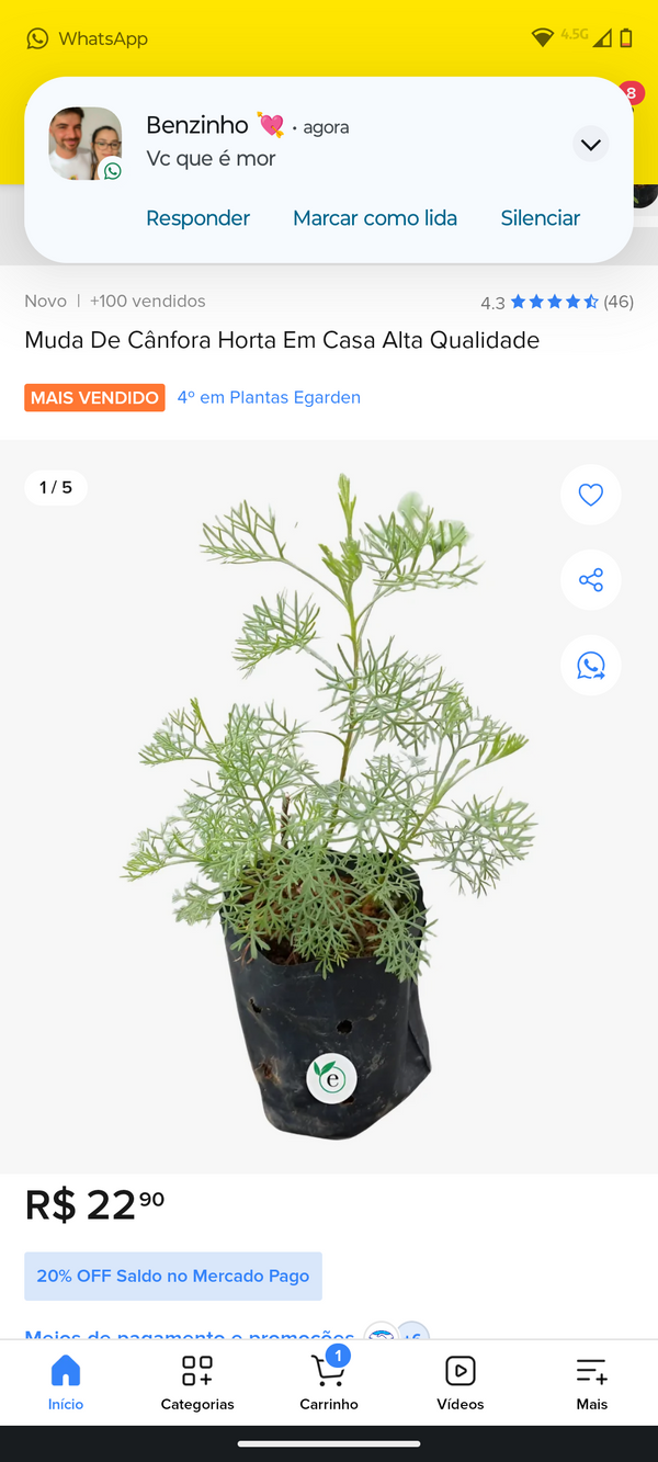 Identificação da planta Abrótano por foto