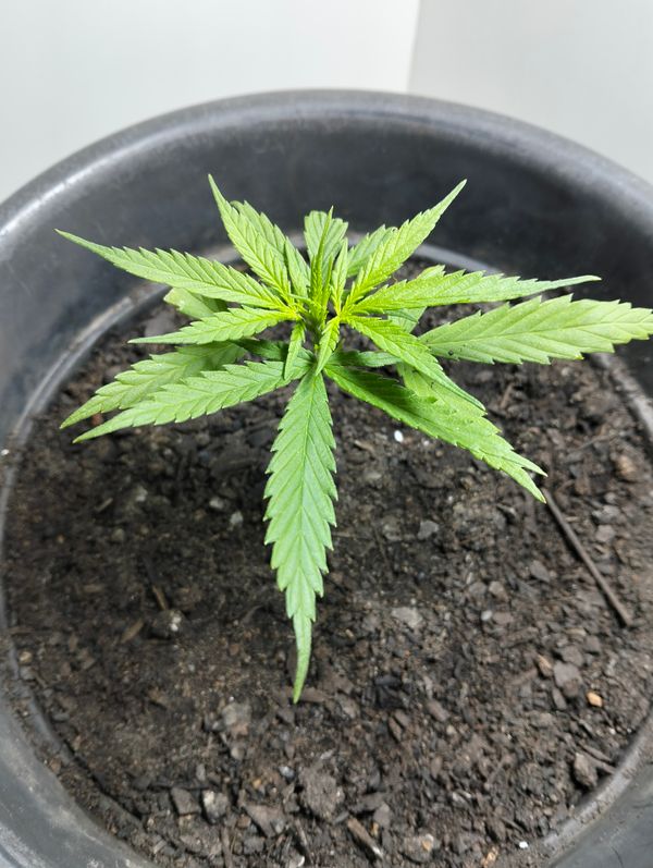 Identificação da planta Maconha por foto