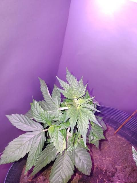 Identificação da planta Maconha por foto