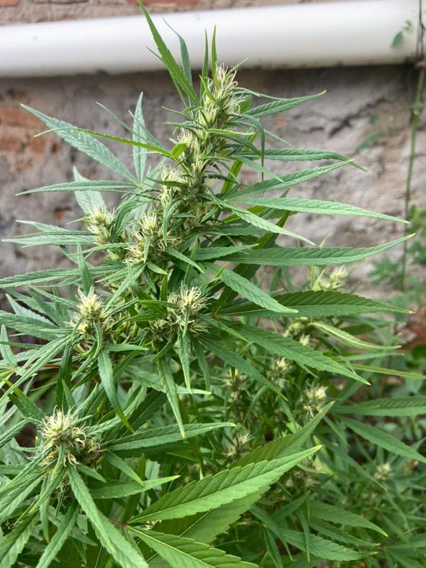 Identificação da planta Maconha por foto