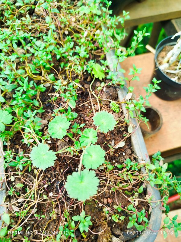 Identificação da planta Erva-de-são-roberto por foto