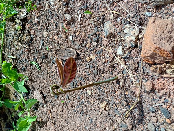 Identificação da planta Abacate por foto
