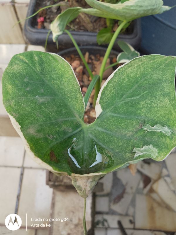 Identificação da planta Taioba por foto