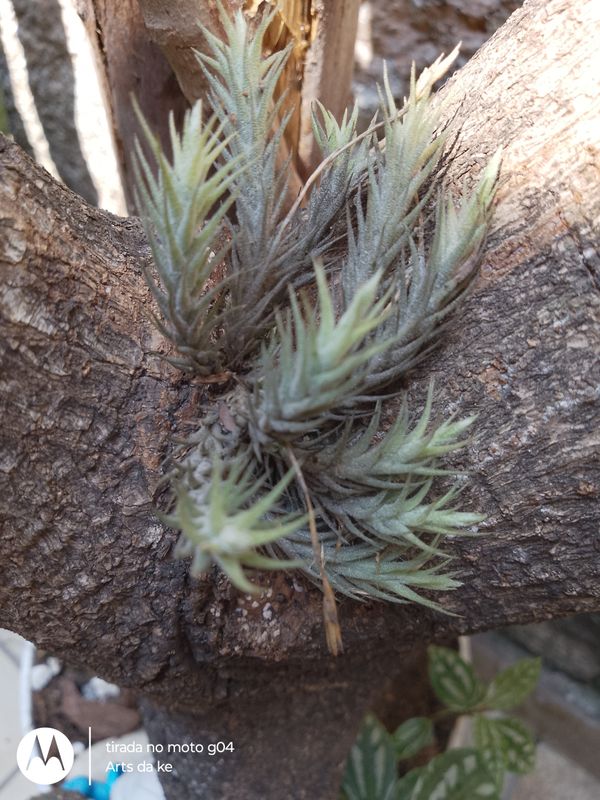 Identificação da planta Taioba por foto