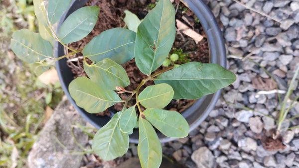 Identificação da planta Logana por foto