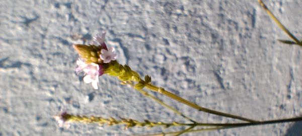 Identificação da planta Gervão-roxo por foto
