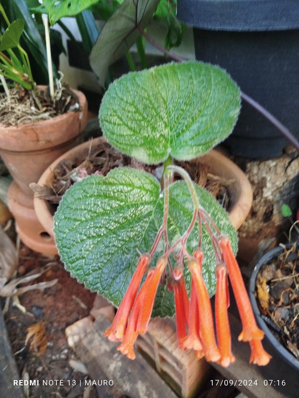 Identificação da planta Cipó-de-são-joão por foto