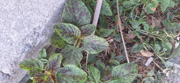Identificação da planta Bredo por foto