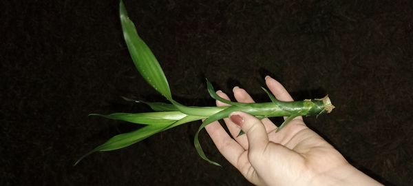 Identificação da planta Dracena Reflexa por foto
