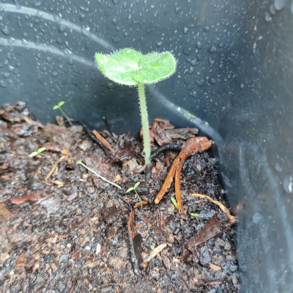 Identificação da planta Unha-de-gato por foto