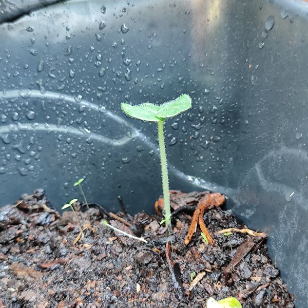 Identificação da planta Pepino por foto