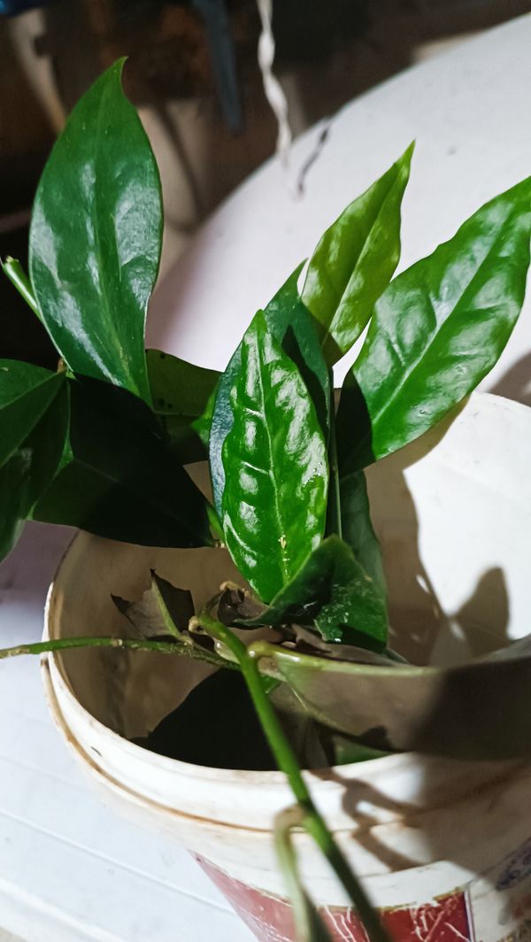 Identificação da planta Ora-pro-nóbis por foto