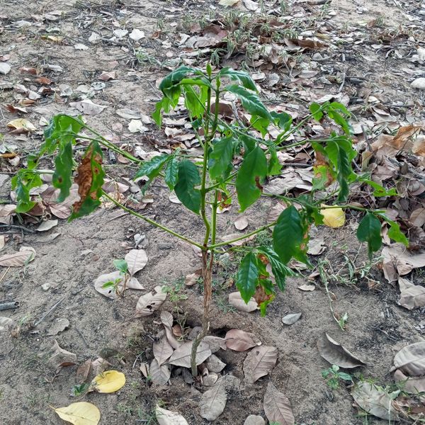 Identificação da planta Café por foto