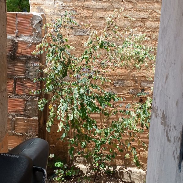 Identificação da planta Planta-fita por foto