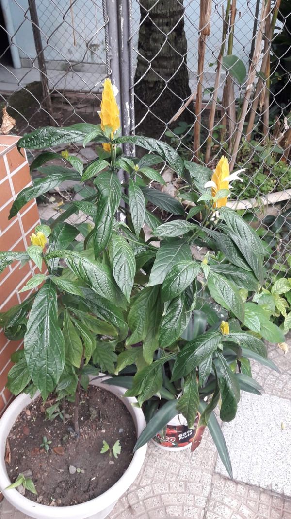 Identificação da planta Língua-de-sogra por foto