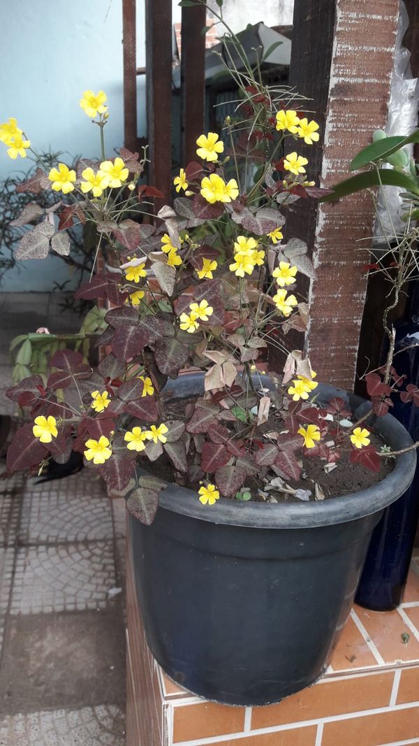 Identificação da planta Azedinha-vermelha por foto