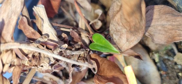 Identificação da planta Micro antúrio por foto