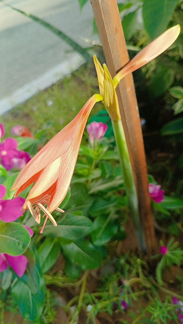 Identificação da planta Açucena por foto
