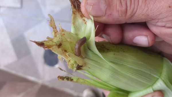 Identificação da planta Teosinto por foto
