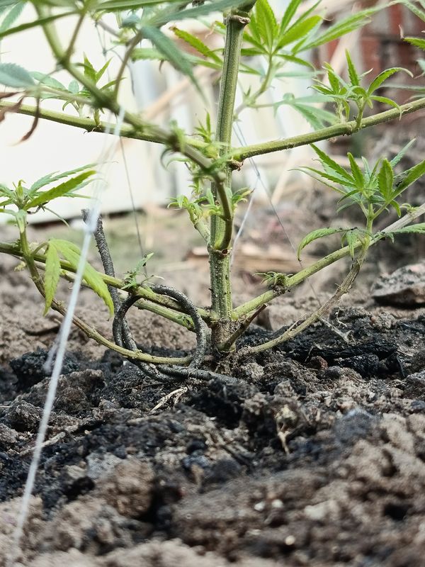Identificação da planta Maconha por foto