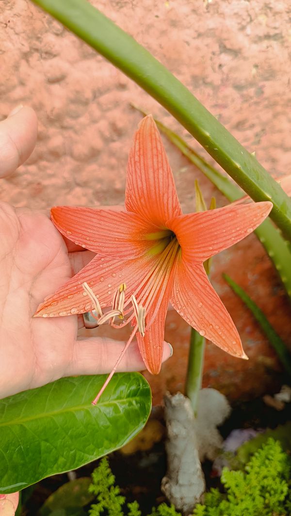 Identificação da planta Açucena por foto