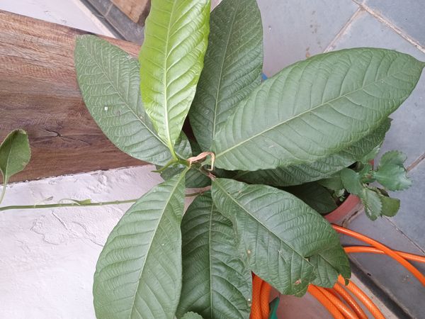 Identificação da planta Pau-formiga por foto