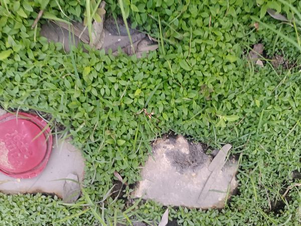 Identificação da planta Azedinha por foto