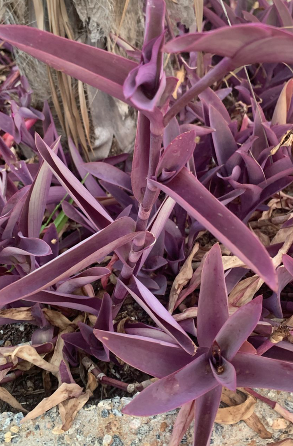 Identificação da planta Trapoeraba-roxa por foto