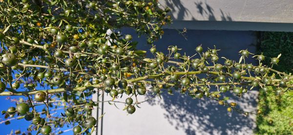 Identificação da planta Ora-pro-nóbis por foto