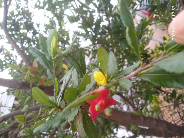 Identificação da planta Mangabeira por foto
