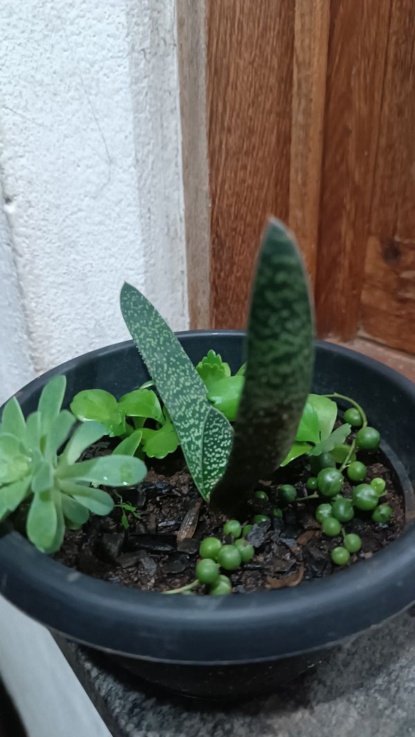 Identificação da planta Gasteria por foto