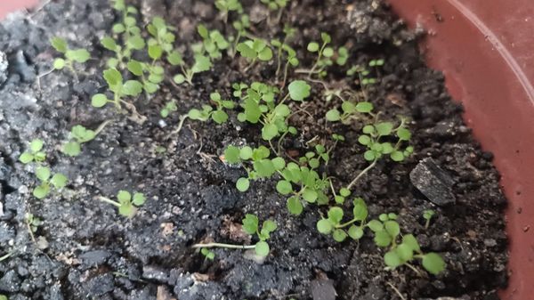 Identificação da planta Agrião por foto