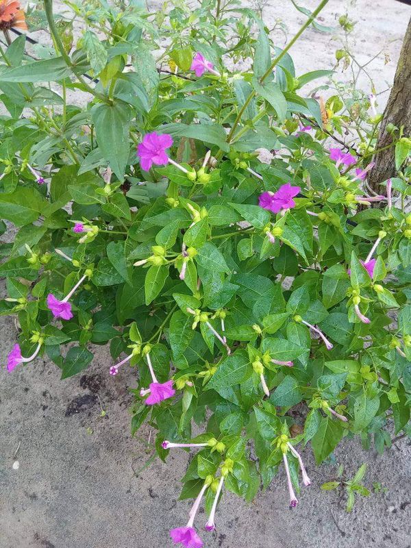 Identificação da planta Boa-noite por foto