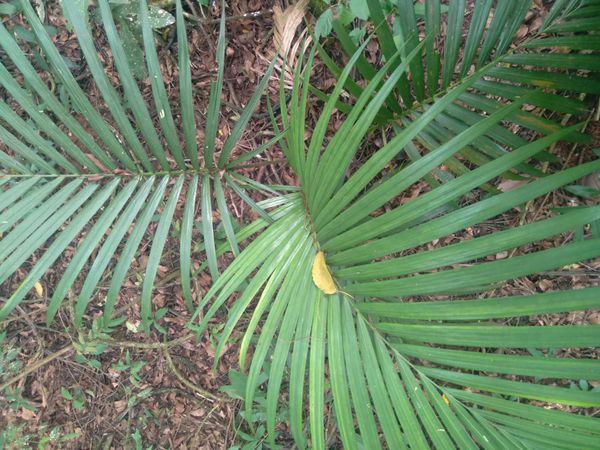Identificação da planta Palmeira-real-australiana por foto