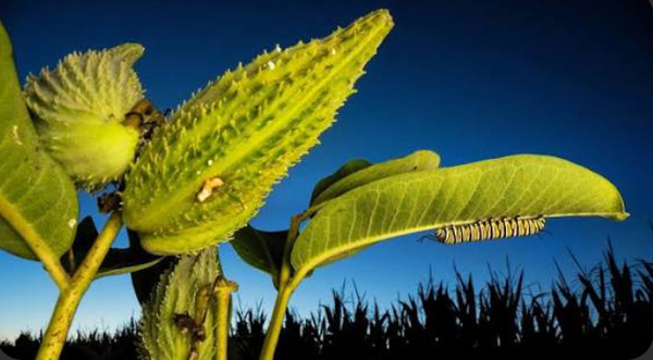 Identificação da planta Flor-de-seda por foto