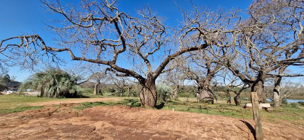 Identificação da planta Marula por foto