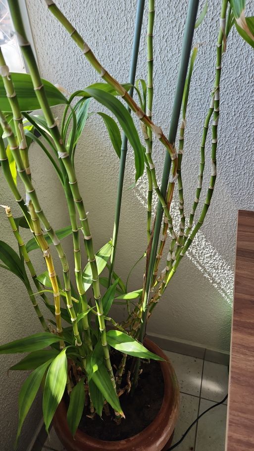 Identificação da planta Bambu da Sorte por foto