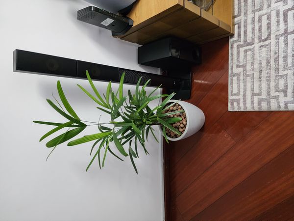 Identificação da planta Palmeira-ráfis por foto