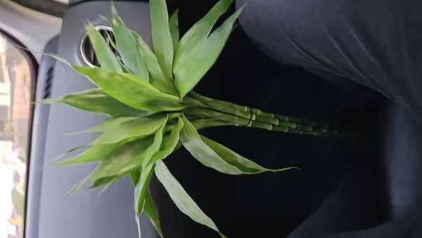 Identificação da planta Bambu da Sorte por foto