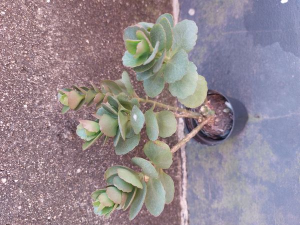 Identificação da planta Flor da fortuna por foto