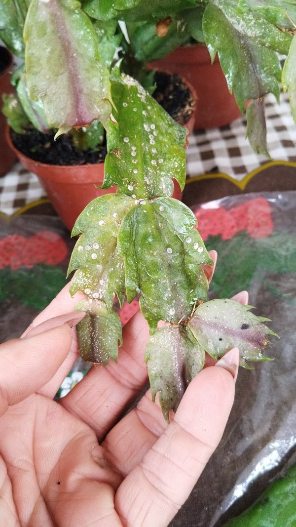 Identificação da planta Flor-de-maio por foto