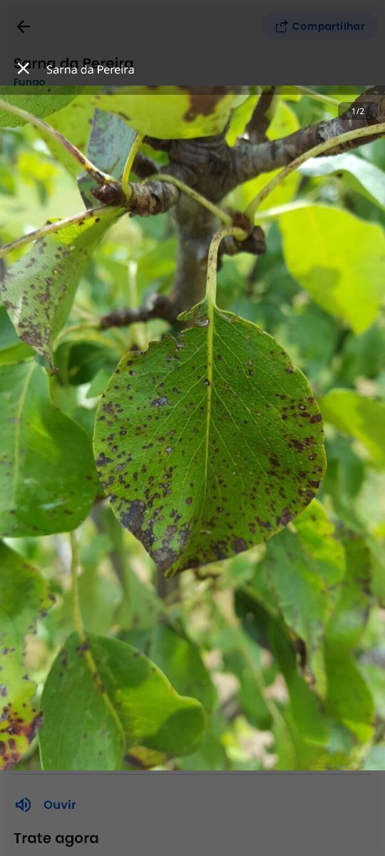 Identificação da planta Pêra por foto