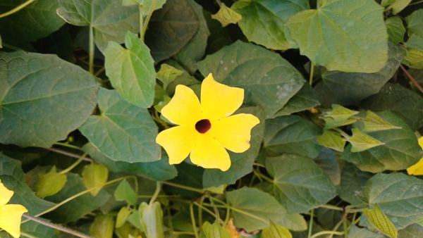 Identificação da planta Maria-sem-vergonha por foto