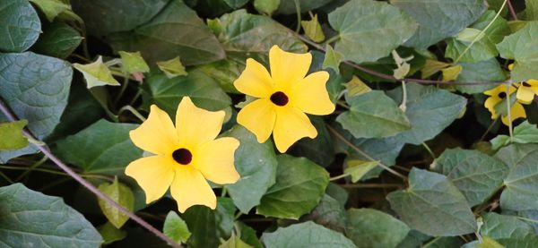 Identificação da planta Maria-sem-vergonha por foto