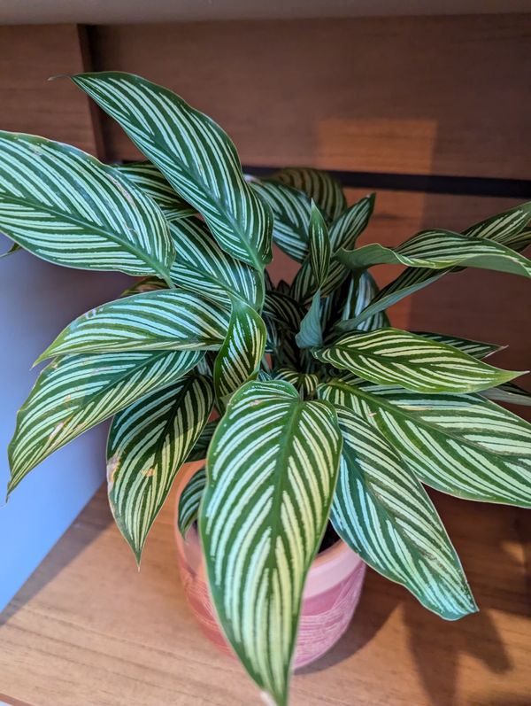 Identificação da planta Maranta-zebrada por foto
